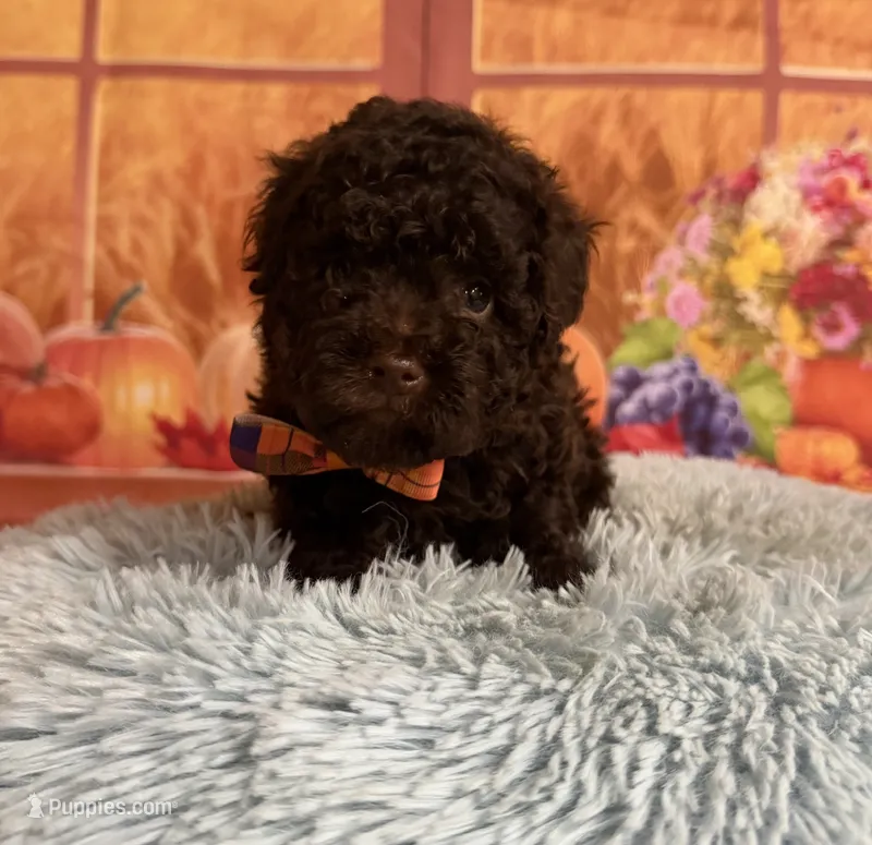 Knox – Poodle - Toy  puppy for sale in Ripley, MS