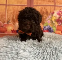 Knox, a male Poodle - Toy  for sale in Ripley, MS – 1 of 6