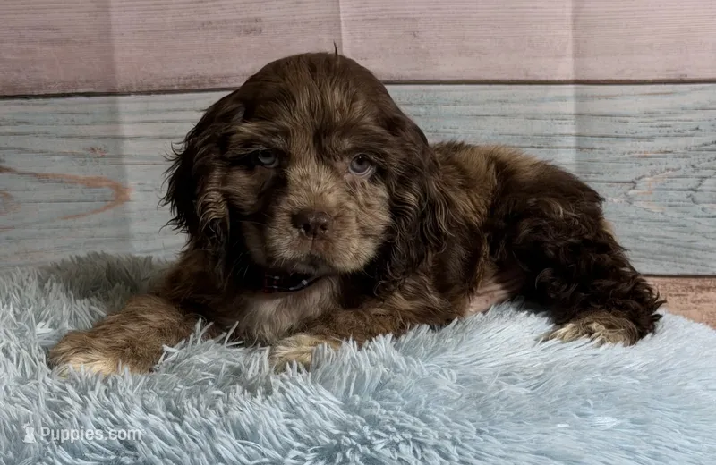 Bojangles  – Cocker Spaniel puppy for sale in Ripley, MS