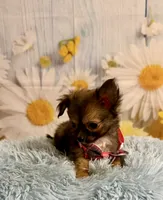     Chip, a male Chihuahua for sale in Ripley, MS – 2 of 8