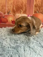 Ash, a male Miniature Dachshund for sale in Ripley, MS – 8 of 10