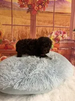 Knox, a male Poodle - Toy  for sale in Ripley, MS – 3 of 6