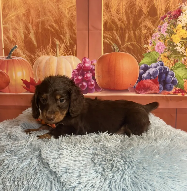 Bear – Miniature Dachshund puppy on hold in Ripley, MS