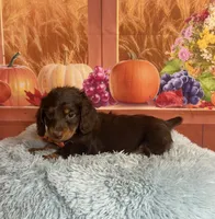 Bear, a male Miniature Dachshund for sale in Ripley, MS – 1 of 8