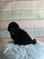 Pepper, a male Maltipoo for sale in Ripley, MS – 3 of 10