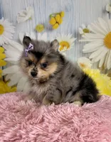 Sadie, a female Pomeranian for sale in Ripley, MS – 4 of 10