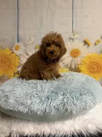Red, a male Poodle - Toy  for sale in Ripley, MS – 5 of 10