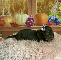 Tippy, a female Miniature Dachshund for sale in Ripley, MS – 6 of 6