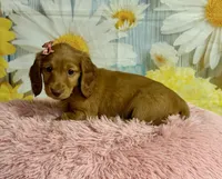 Ivy, a female Miniature Dachshund for sale in Ripley, MS – 8 of 10
