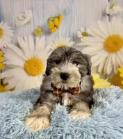 Terry, a male Miniature Schnauzer for sale in Ripley, MS – 2 of 9
