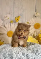 Jasper, a male Pomeranian for sale in Ripley, MS – 3 of 10