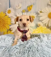Henry , a male Yorkshire Terrier and Poodle - Toy  for sale in Ripley, MS – 3 of 7