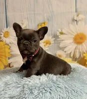 Pedro , a male French Bulldog for sale in Ripley, MS – 10 of 10