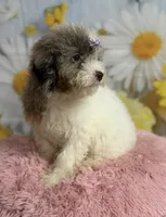 Lilly, a female Cavapoo for sale in Ripley, MS – 10 of 10