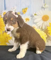 Mae mae, a female Australian Shepherd for sale in Ripley, MS – 3 of 6