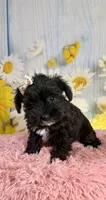 Kate, a female Miniature Schnauzer for sale in Ripley, MS – 9 of 10