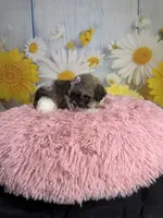     Violet, a female Poodle - Toy  for sale in Ripley, MS – 5 of 10
