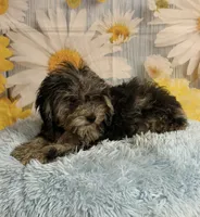 Jack, a male Cavapoo for sale in Ripley, MS – 5 of 6