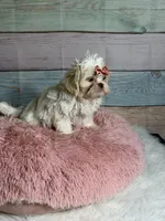 Snow, a female Shih Tzu for sale in Ripley, MS – 2 of 7