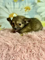     Fern, a female Chihuahua for sale in Ripley, MS – 7 of 9