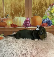Tippy, a female Miniature Dachshund for sale in Ripley, MS – 3 of 6