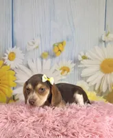 Sally, a female Beagle for sale in Ripley, MS – 2 of 8