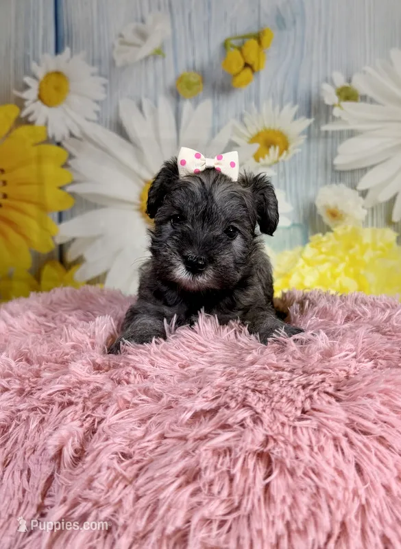 Tessie – Miniature Schnauzer puppy for sale in Ripley, MS