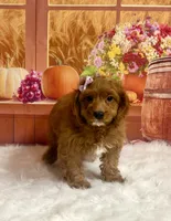 Pearl, a female Cavapoo for sale in Ripley, MS – 3 of 7