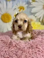 Harper, a female Cocker Spaniel for sale in Ripley, MS – 3 of 9
