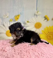 Dolly, a female Aussiedoodle for sale in Ripley, MS – 10 of 10