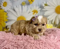 Meadow , a female Shihpoo for sale in Ripley, MS – 8 of 8