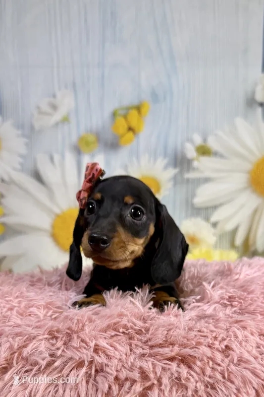 Olive – Miniature Dachshund puppy for sale in Ripley, MS