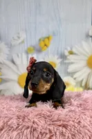 Olive, a female Miniature Dachshund for sale in Ripley, MS – 1 of 8