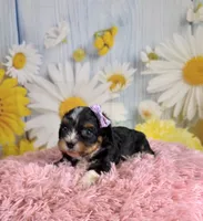 Ivy, a female Schnoodle and Yorkshire Terrier for sale in Ripley, MS – 1 of 10