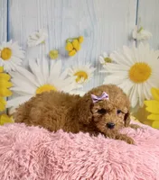 Daisy , a female Poodle - Miniature  for sale in Ripley, MS – 10 of 10