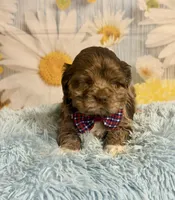 Bojangles , a male Cocker Spaniel for sale in Ripley, MS – 2 of 10