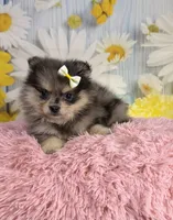 Millie, a female Pomeranian for sale in Ripley, MS – 5 of 10