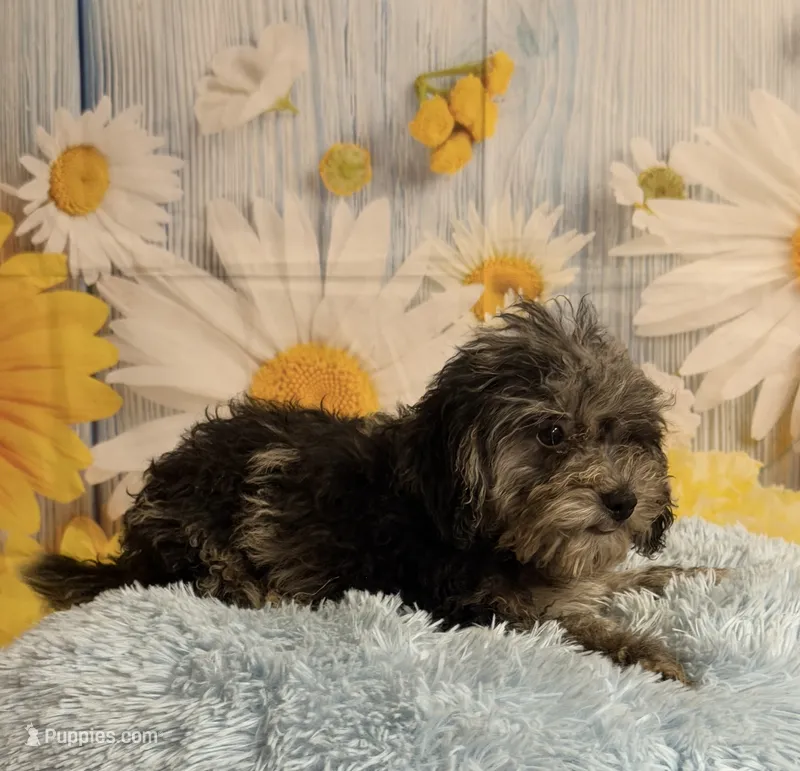 Jack – Cavapoo puppy for sale in Ripley, MS
