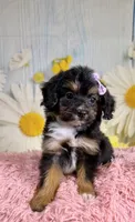 Dolly, a female Aussiedoodle for sale in Ripley, MS – 9 of 10