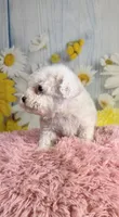 Pearl, a female Poodle - Toy  and Poodle - Miniature  for sale in Ripley, MS – 4 of 9