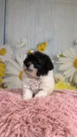 Fancy, a female Poodle - Toy  and Poodle - Miniature  for sale in Ripley, MS – 5 of 9