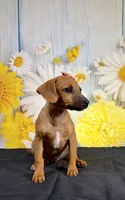 Ruby, a female Chihuahua and Miniature Dachshund for sale in Ripley, MS – 7 of 10