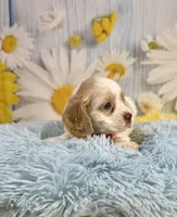 Arlo, a male Cocker Spaniel for sale in Ripley, MS – 2 of 10