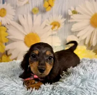 Ryder, a male Miniature Dachshund for sale in Ripley, MS – 10 of 10