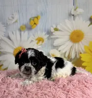 Raya, a female Shihpoo for sale in Ripley, MS – 3 of 10