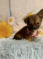     Chip, a male Chihuahua for sale in Ripley, MS – 3 of 8