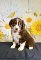 Hunter, a male Miniature Australian Shepherd for sale in Ripley, MS – 3 of 8