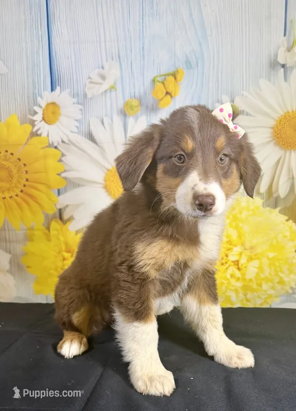Mae mae – Australian Shepherd puppy for sale in Ripley, MS