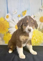 Mae mae, a female Australian Shepherd for sale in Ripley, MS – 1 of 6