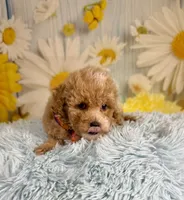 Enzo, a male Poochon for sale in Ripley, MS – 3 of 6